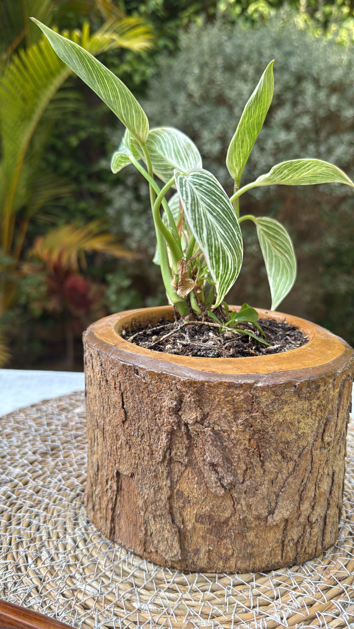 Plant Pot