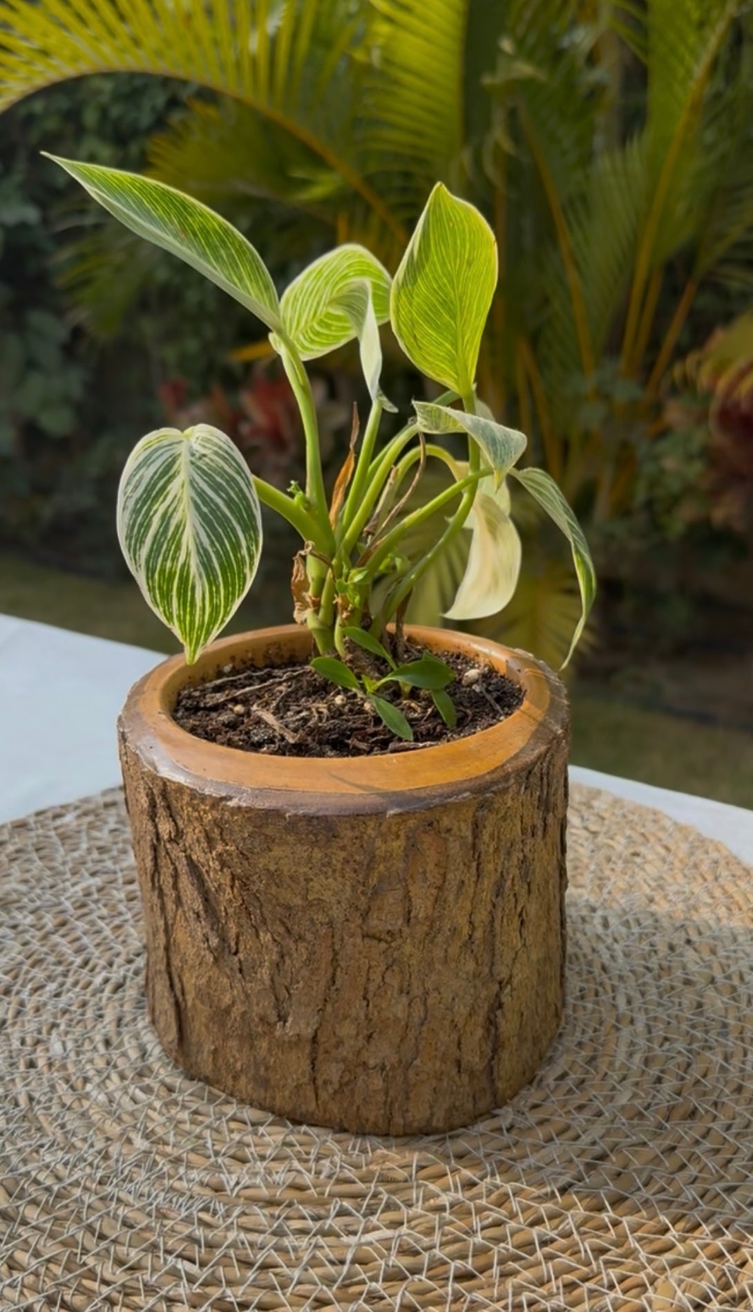 Plant Pot